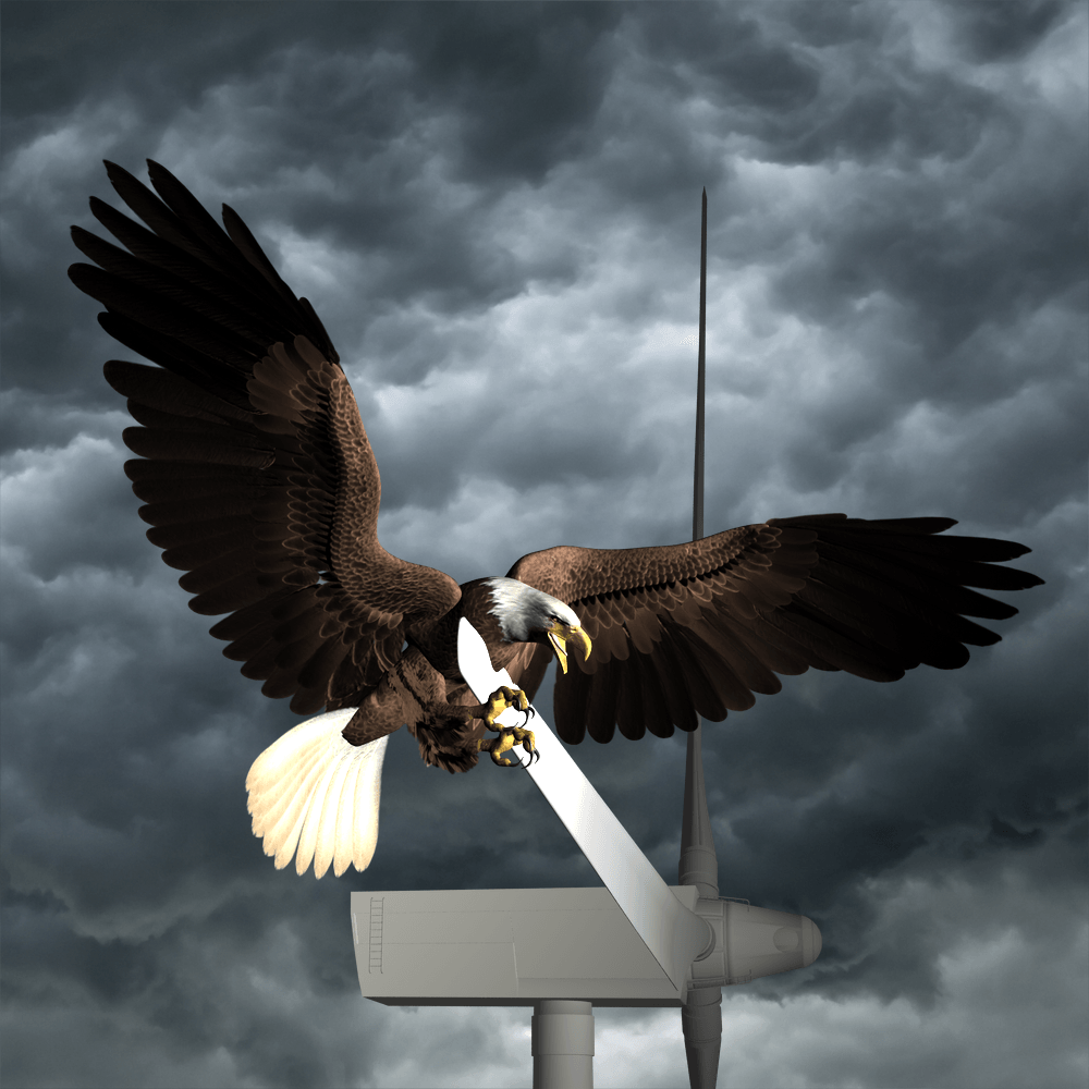 golden eagle struck by the blade of a wind turbine