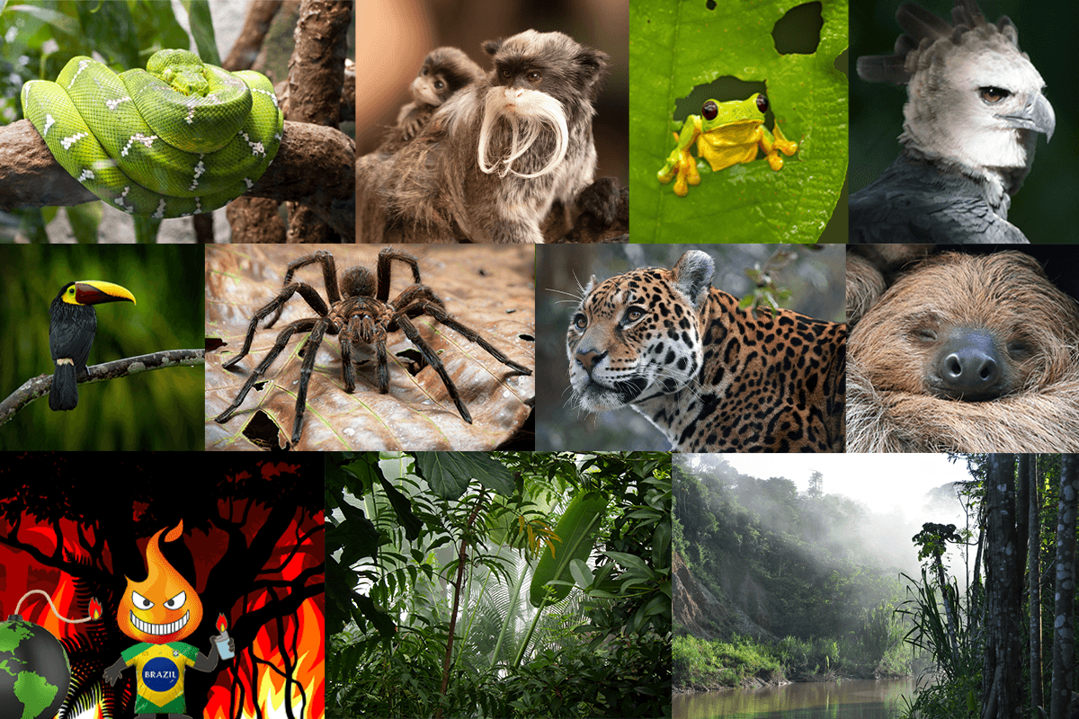 composition of several animals from the Amazon rainforest