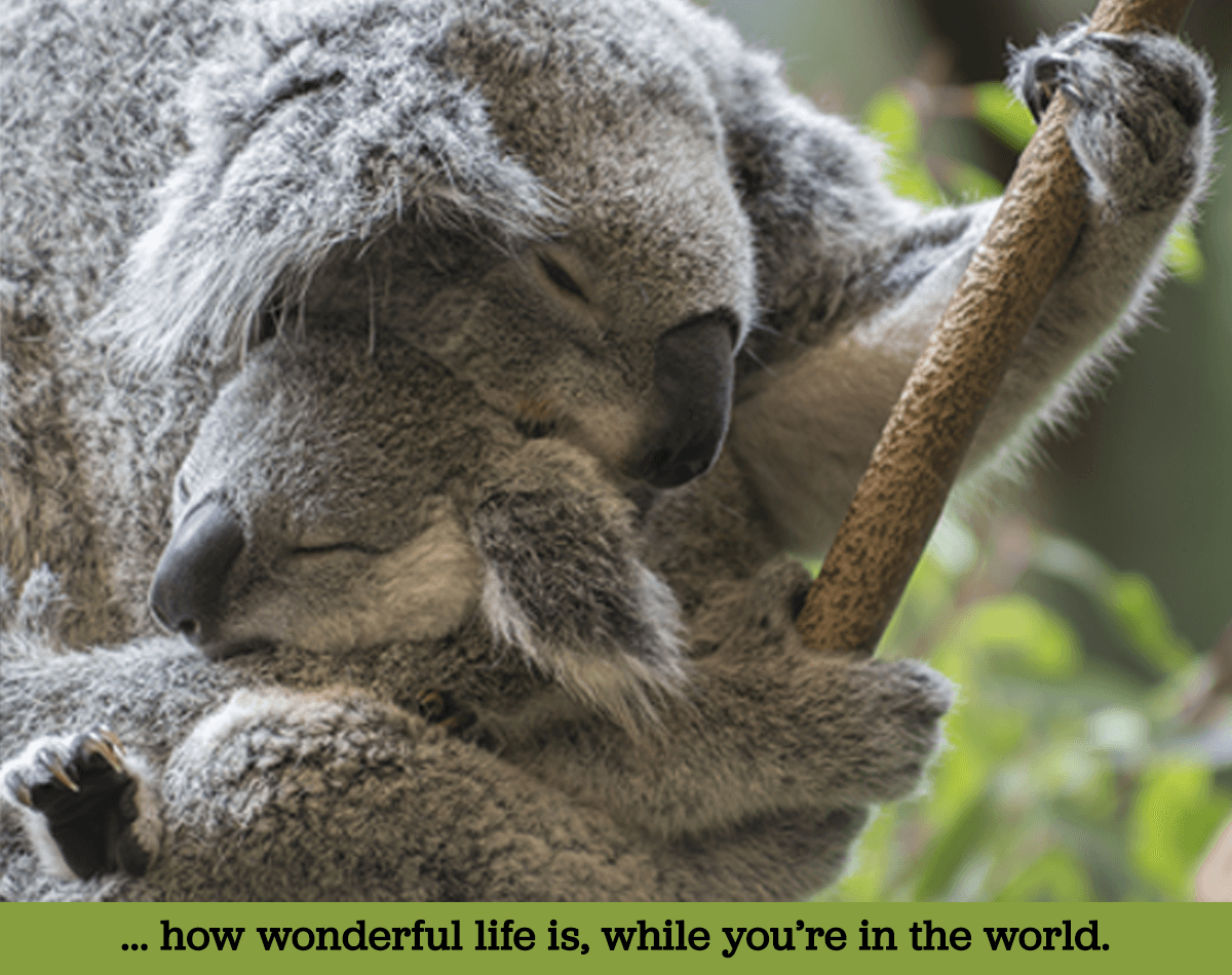 Mother and child Koala sleeping in each other's arms