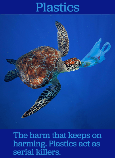 beautiful turtle underwater eating plastic bag