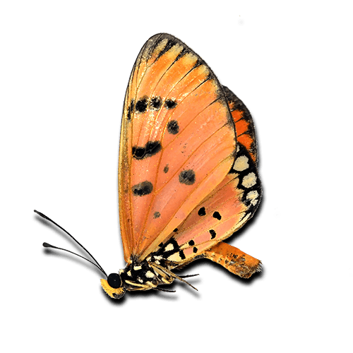 beautiful dead butterfly