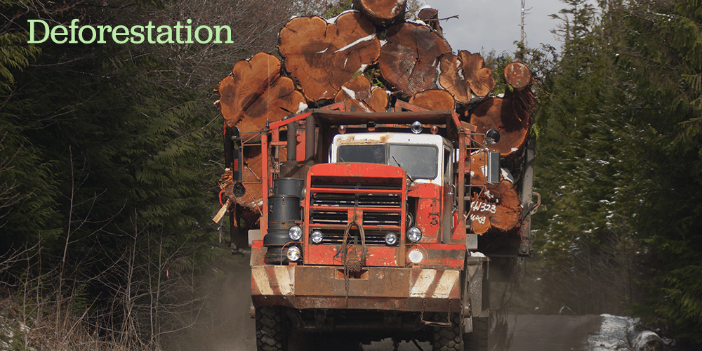 Collossal truck loaded with mature trees