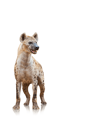 short story single hyena standing proud and inquisitive