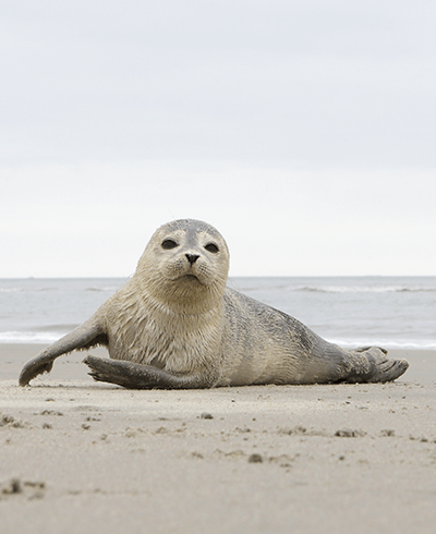 young seal lying on the beach