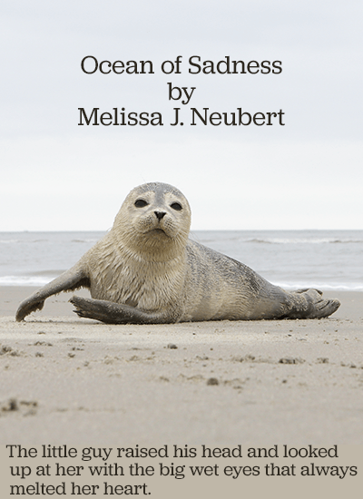 young seal lying on the beach