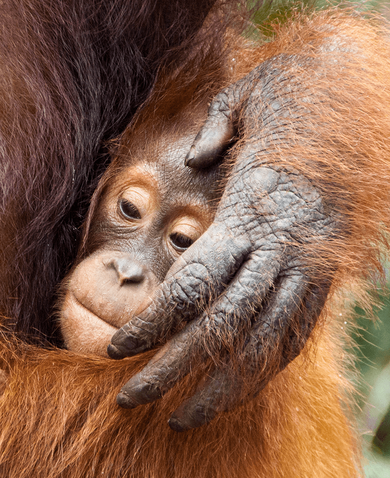 the face of baby orangutan shielded by its mother's hand