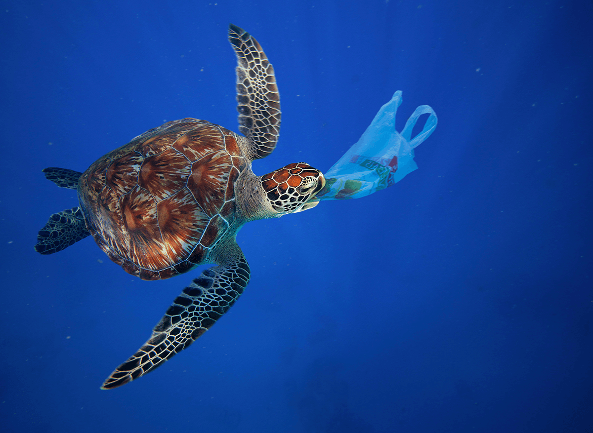 beautiful turtle underwater eating plastic bag