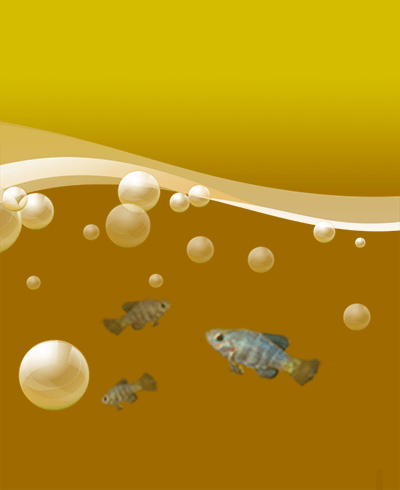 small fish swimming under water among bubbles