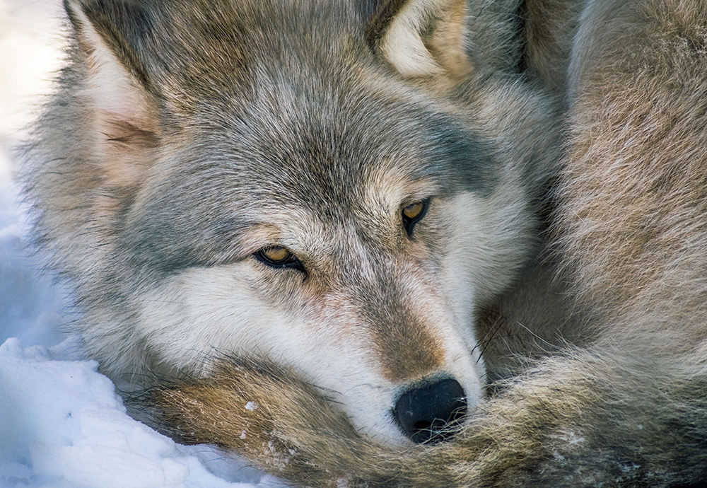 Head of a curled-up wolf resting