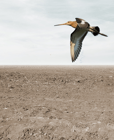 godwit flying across a barren land