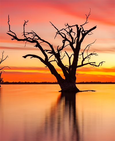 dead tree in a lake colored orange by setting sun