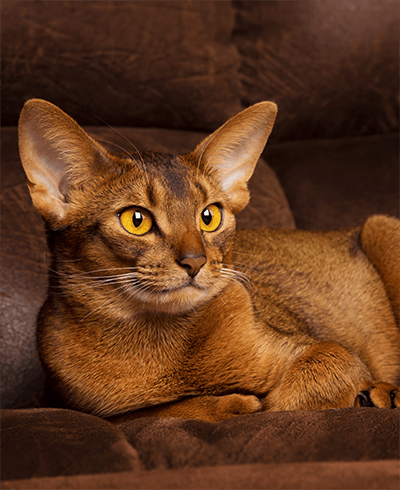 abyssinian cat on brown couch